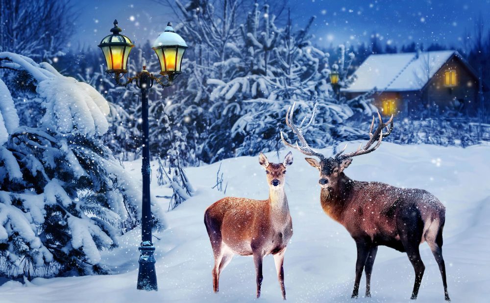 Laponia finlandeză: Moș Crăciun, reni și luminile nordului
