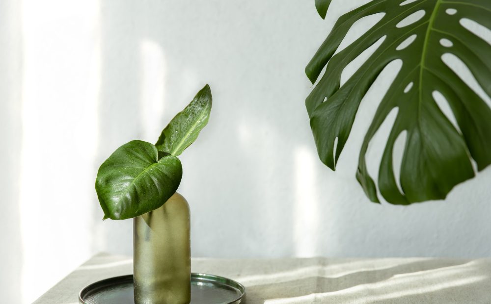 Idei pentru decorul în stil tropical în apartament