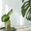 Idei pentru decorul în stil tropical în apartament