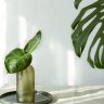 Idei pentru decorul în stil tropical în apartament
