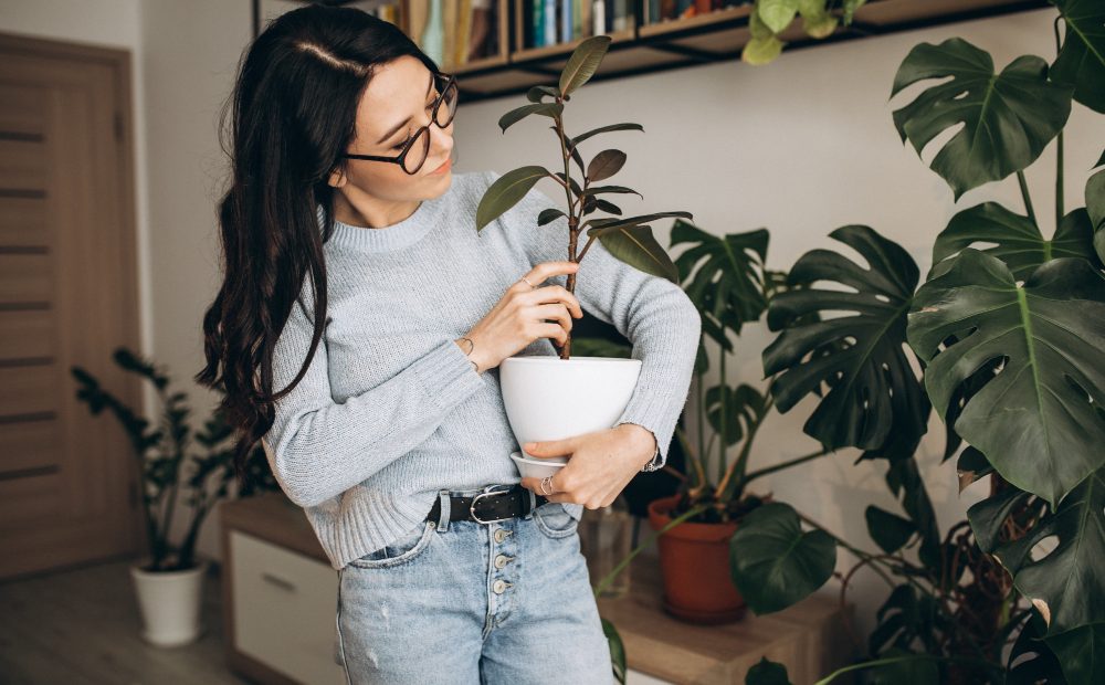 5 soluții eficiente pentru a menține plantele de interior sănătoase