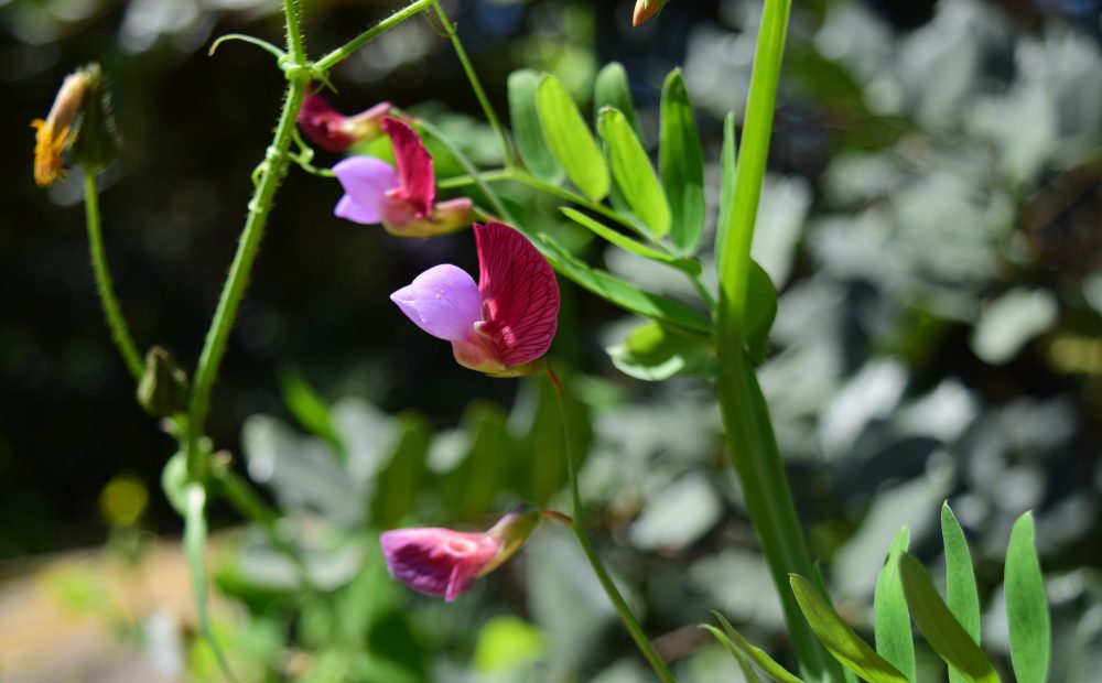 Clopotele de protecție creează microclimate pentru plantele tinere