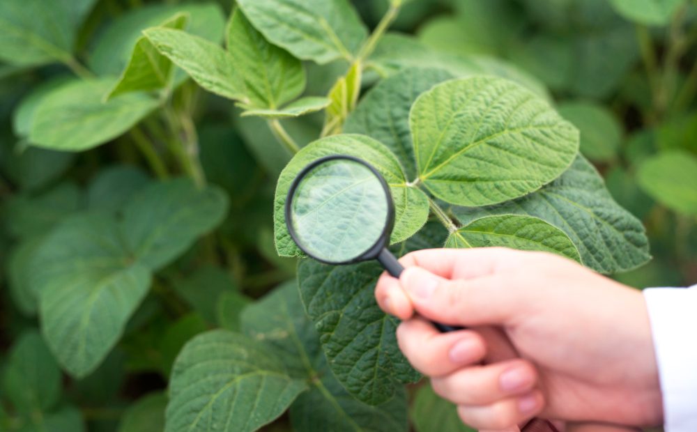 Plasele anti-insecte reduc nevoia tratamentelor în grădina de legume