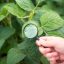 Plasele anti-insecte reduc nevoia tratamentelor în grădina de legume